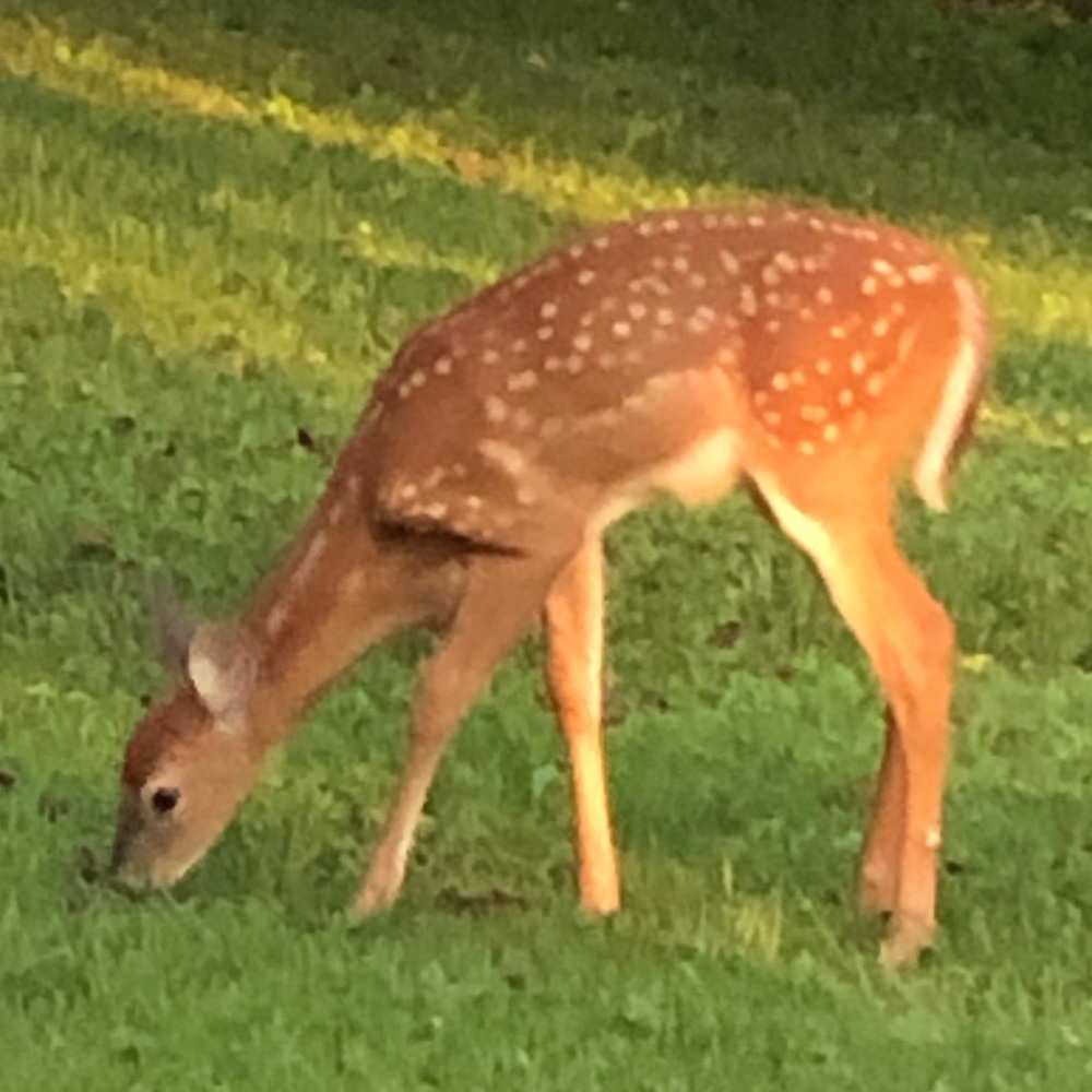 Meet your Posher, Robert